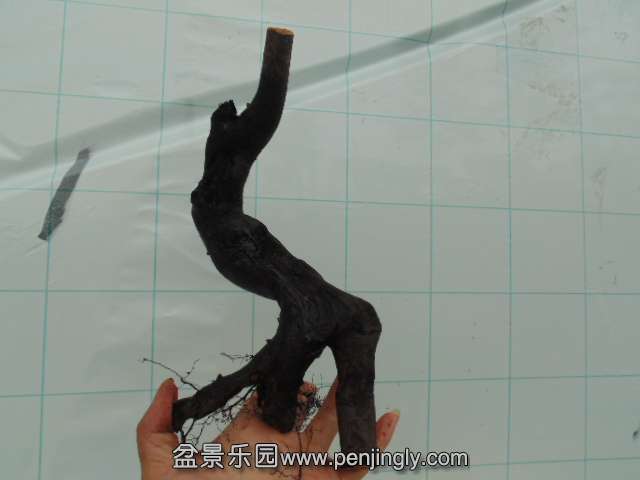 DSC04014.JPG