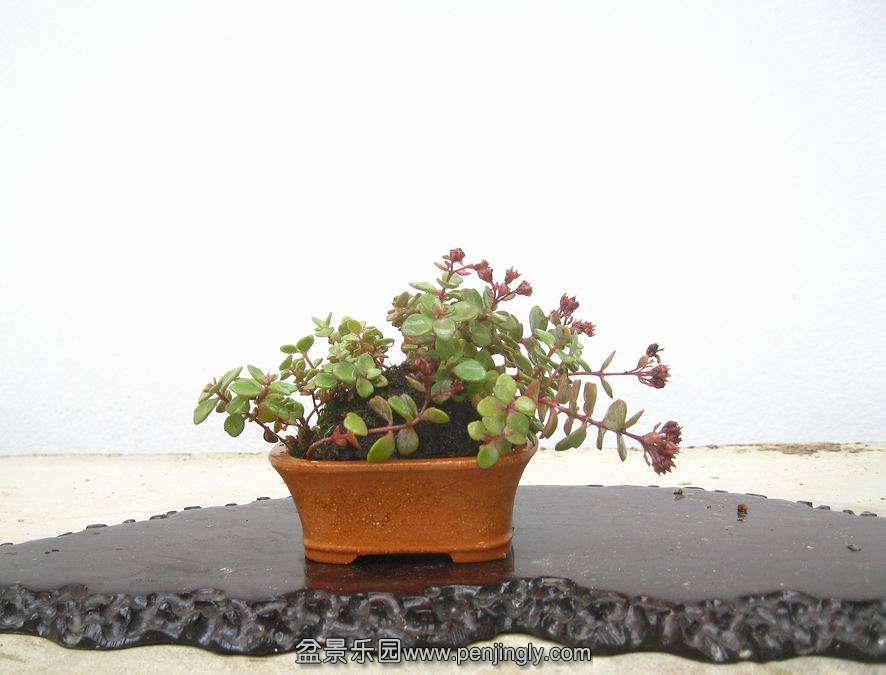 IMG_1111.JPG