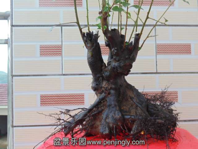 DSC04129.JPG