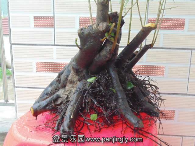 DSC04121.JPG