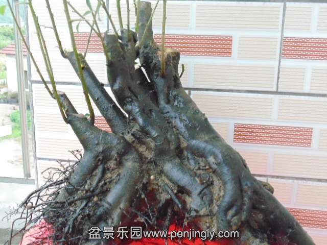 DSC04122.JPG