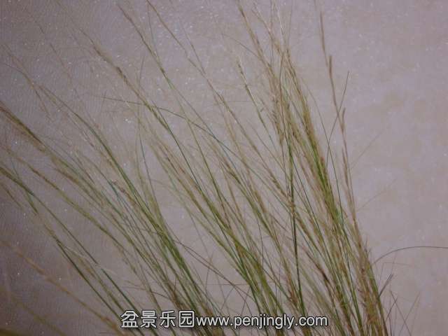 DSC08501.JPG