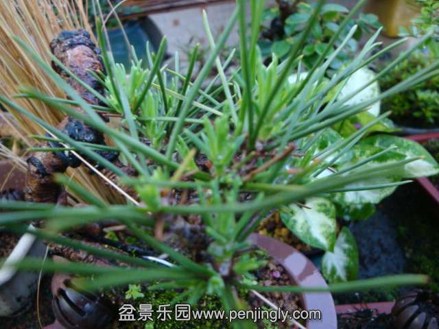 DSC08547.JPG