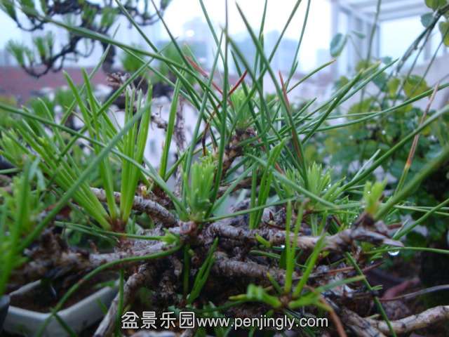DSC08553.JPG