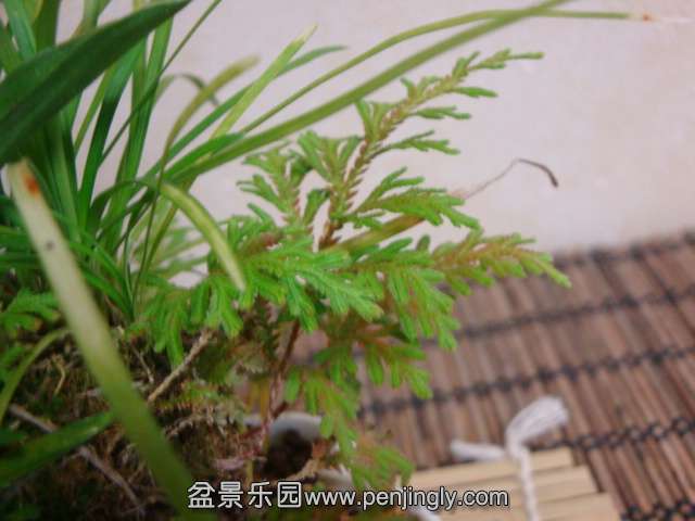 DSC08533.JPG