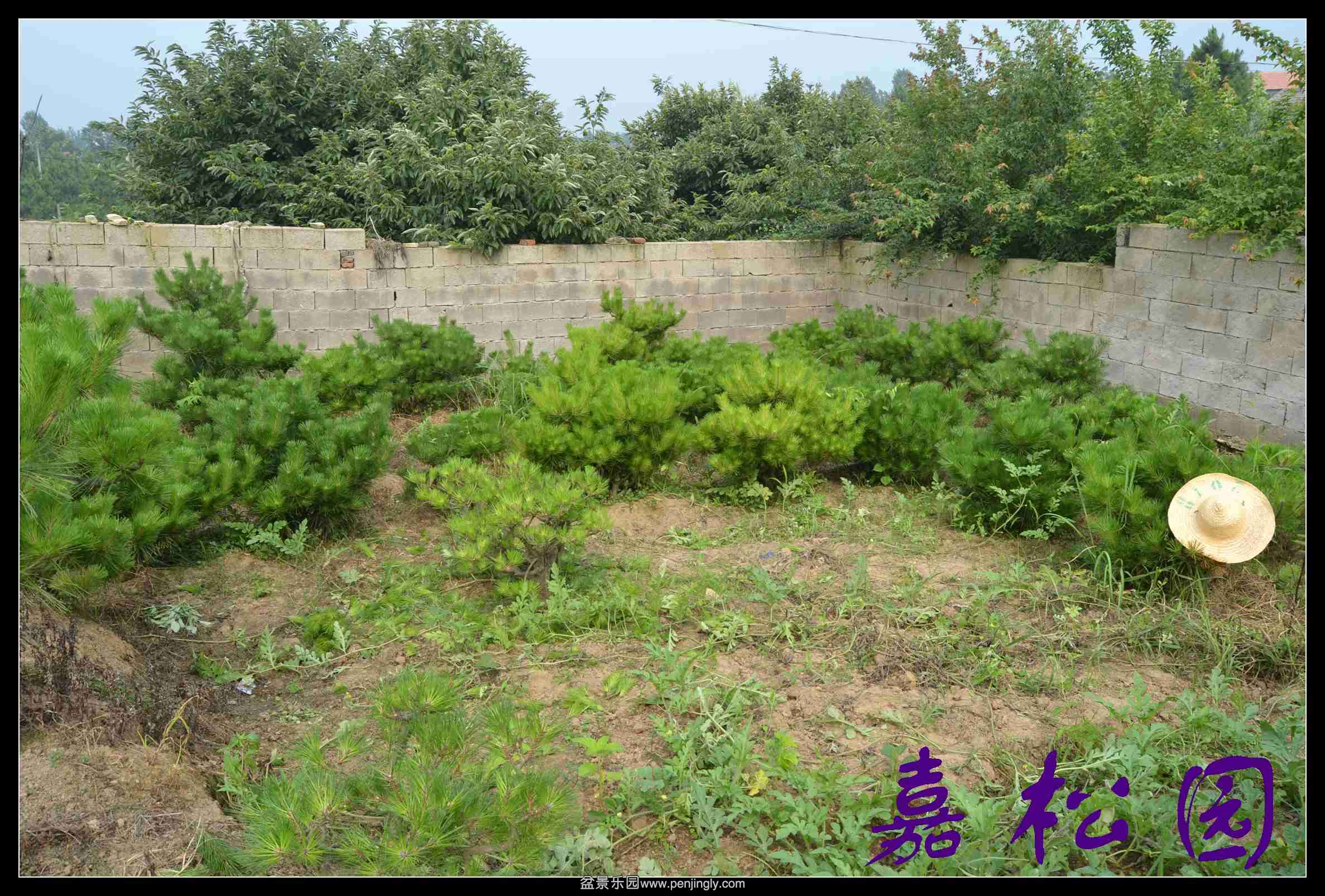 ���� 006.JPG