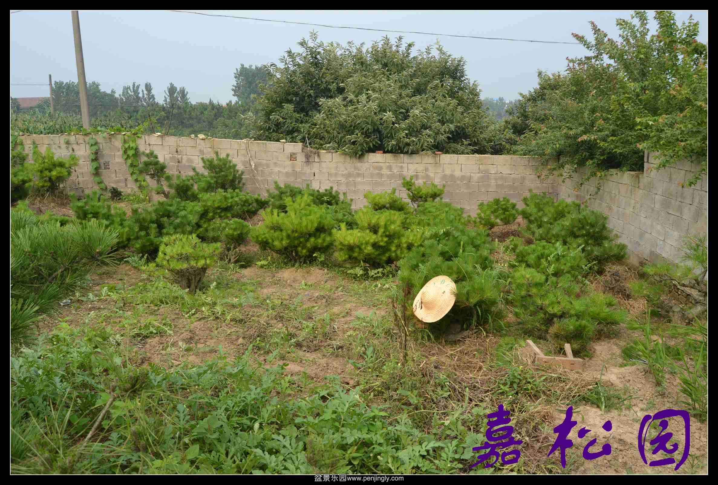 ���� 007.JPG