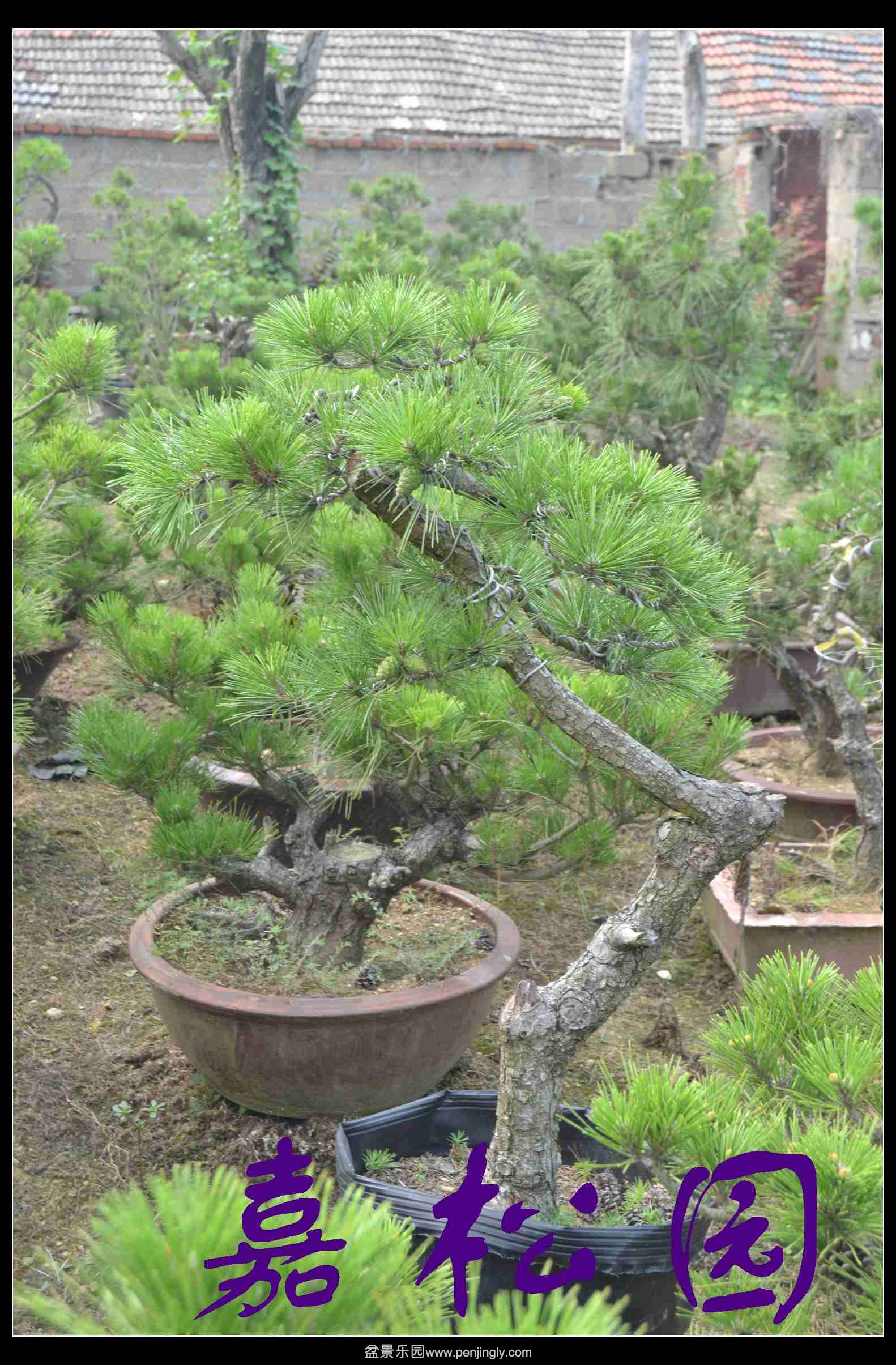 ���� 009.JPG