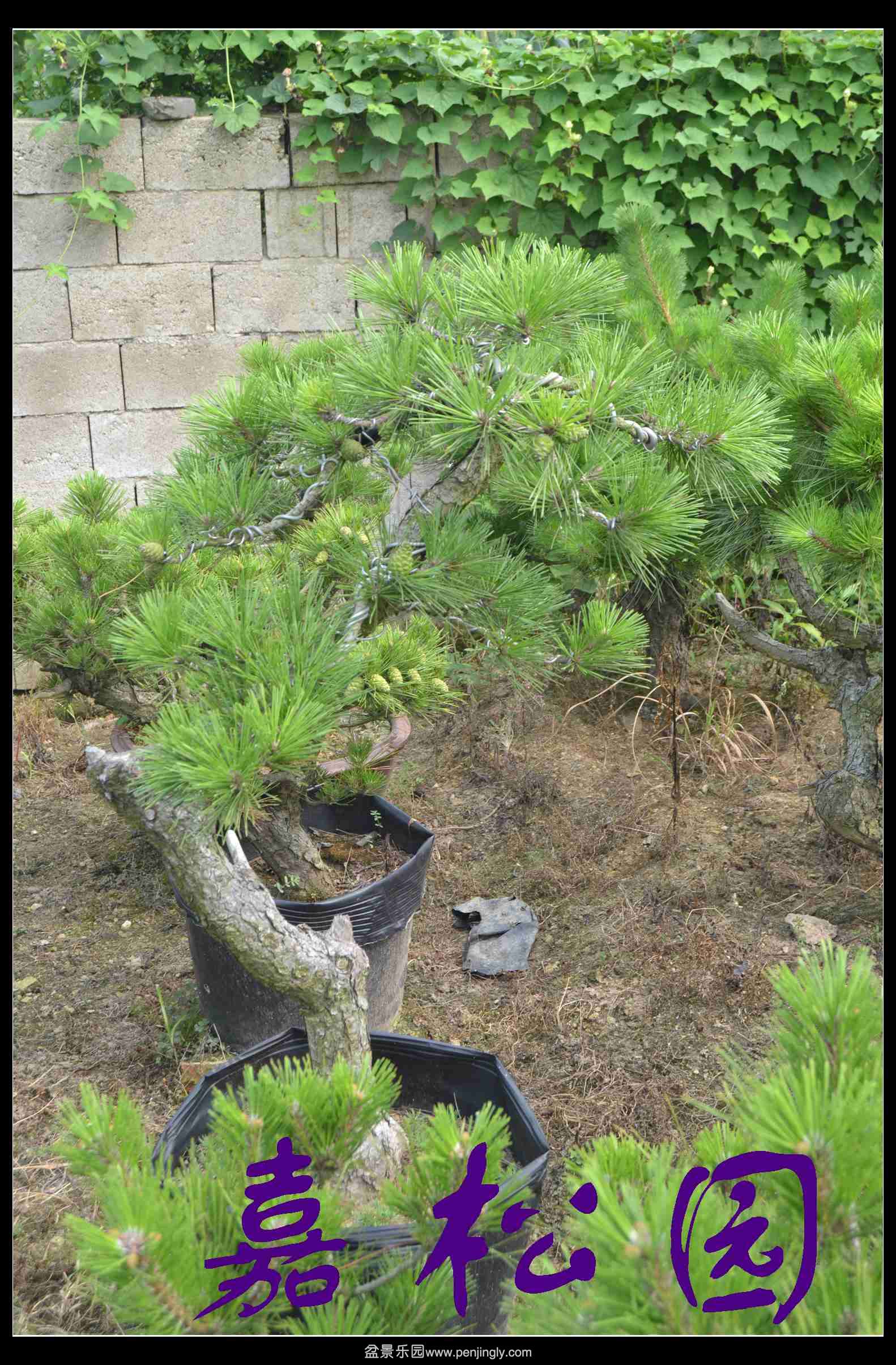 ���� 010.JPG