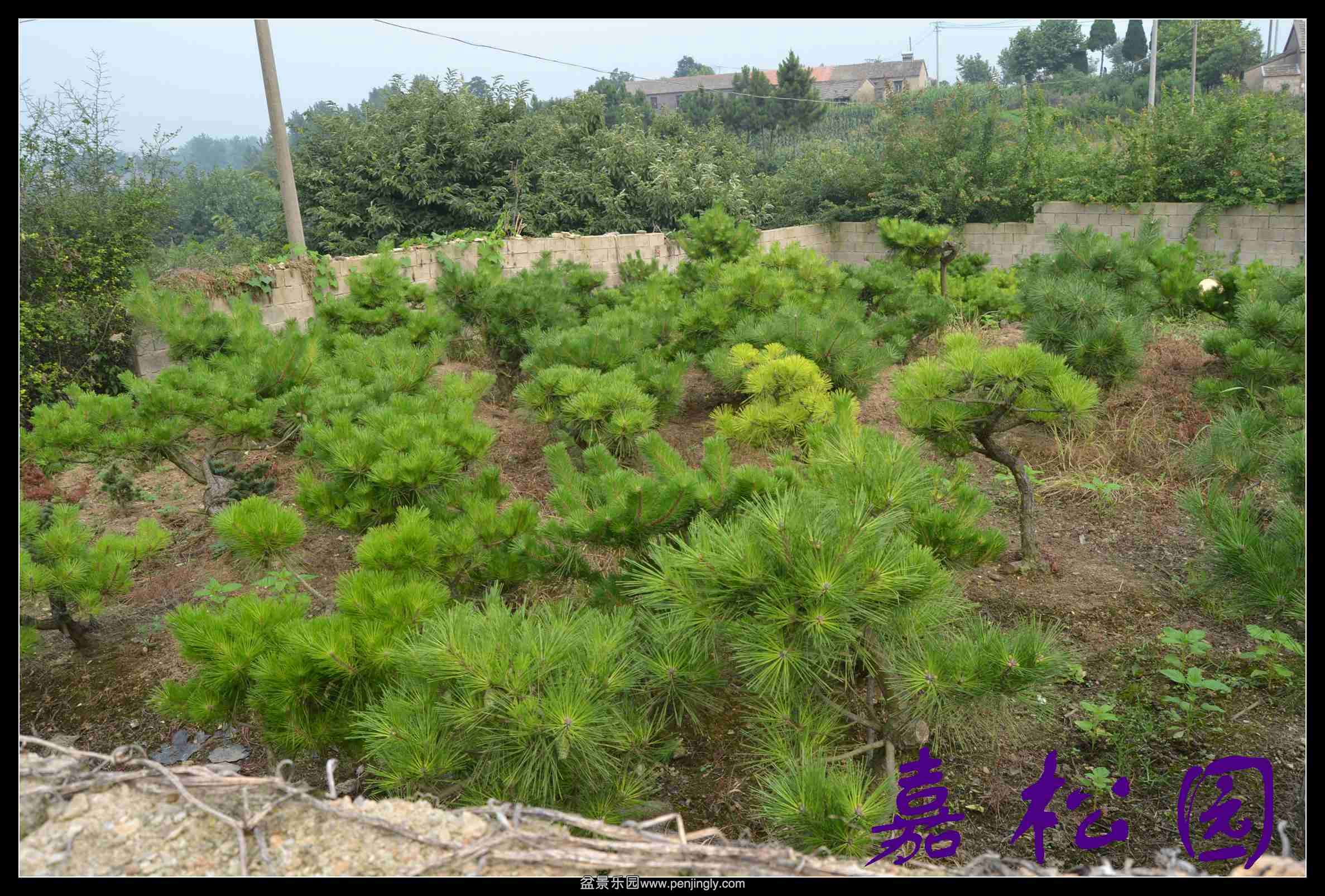 ���� 015.JPG