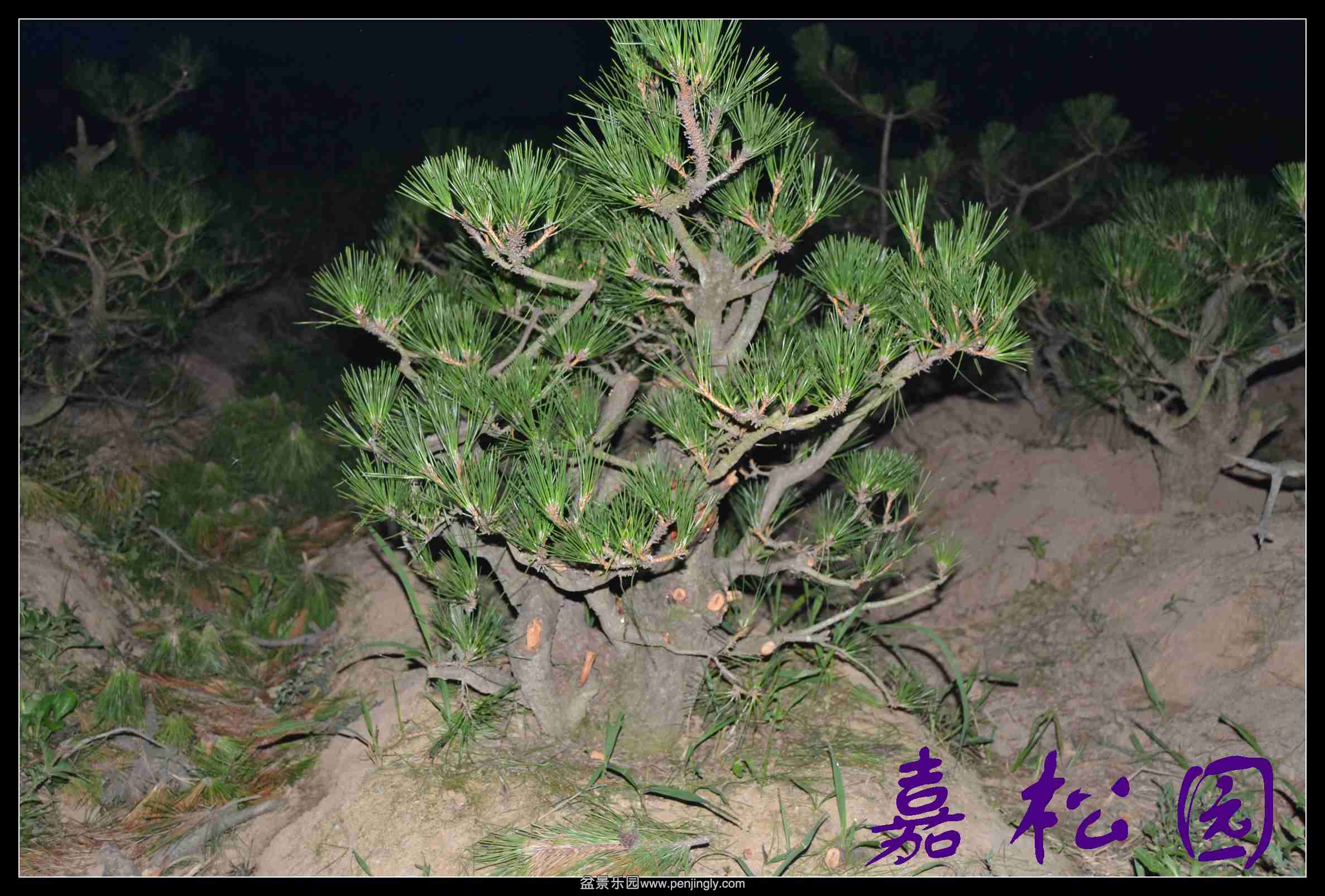 ���� 027.JPG