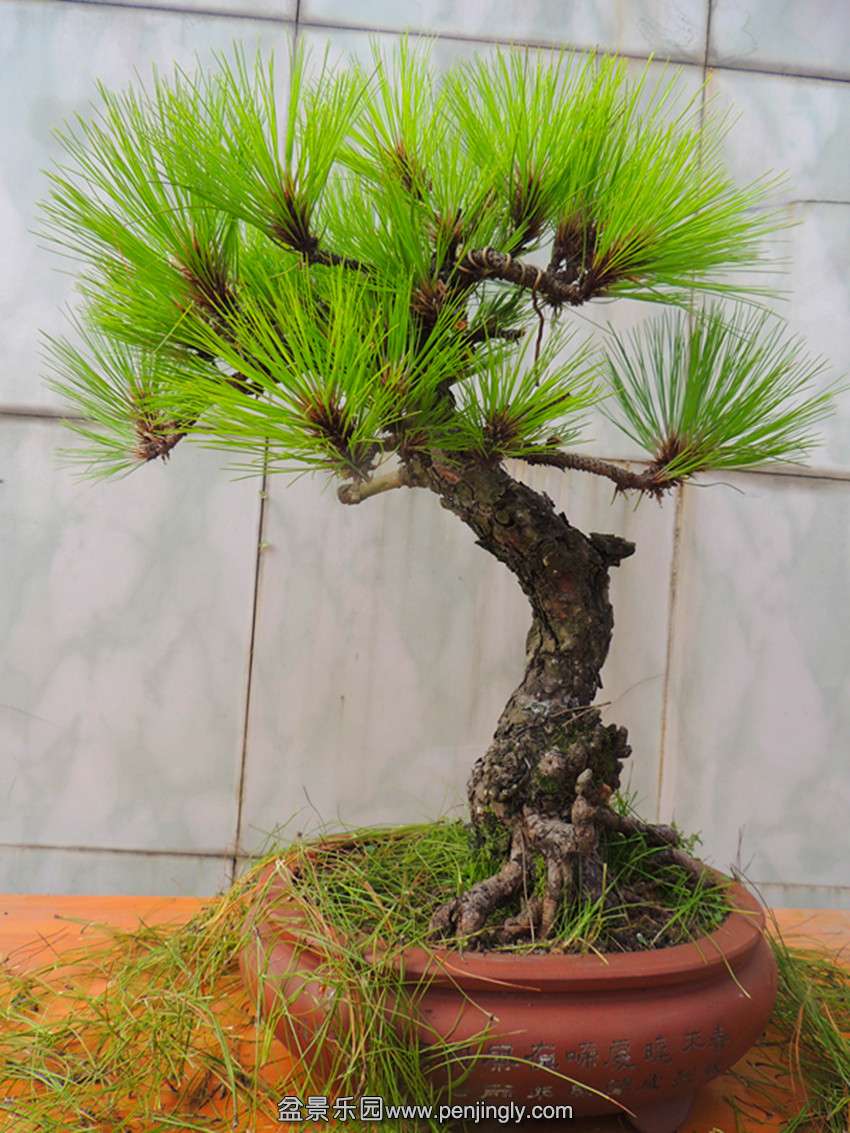 DSCN5243_ת_.jpg
