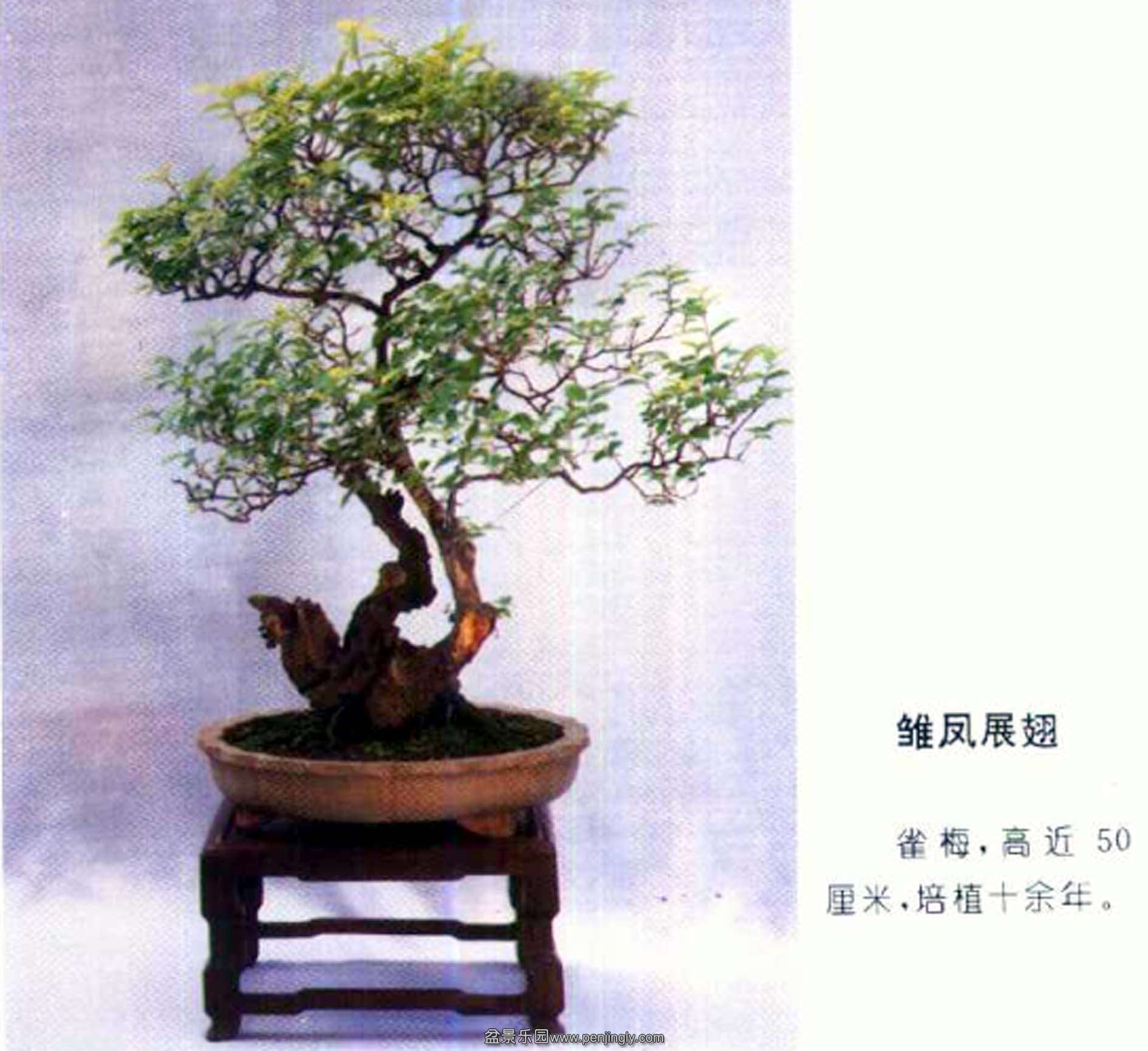 32һ--ȸ÷.jpg