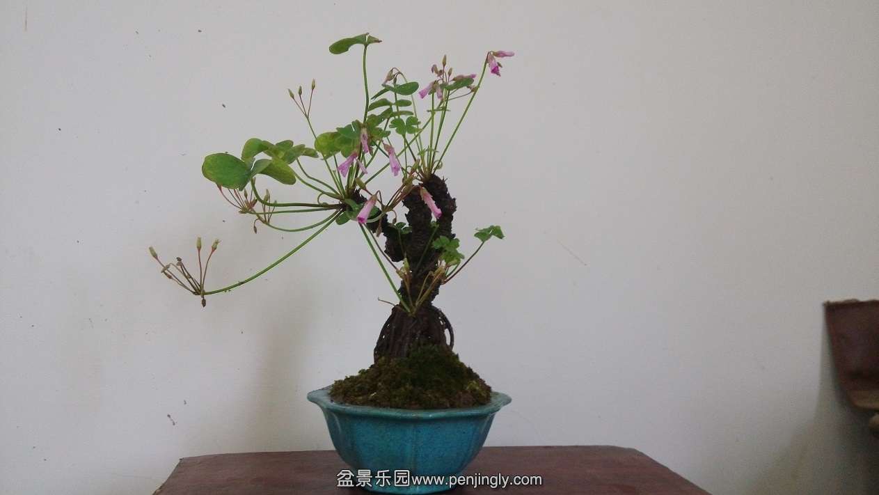 IMG_20140715_090636.jpg