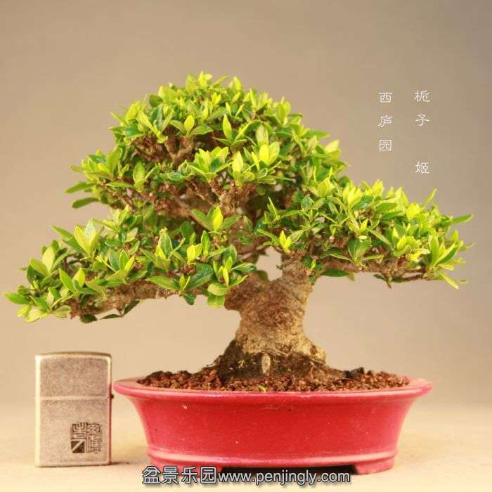 bonsai071713.jpg