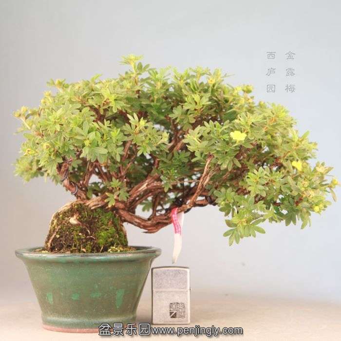 bonsai071901.jpg