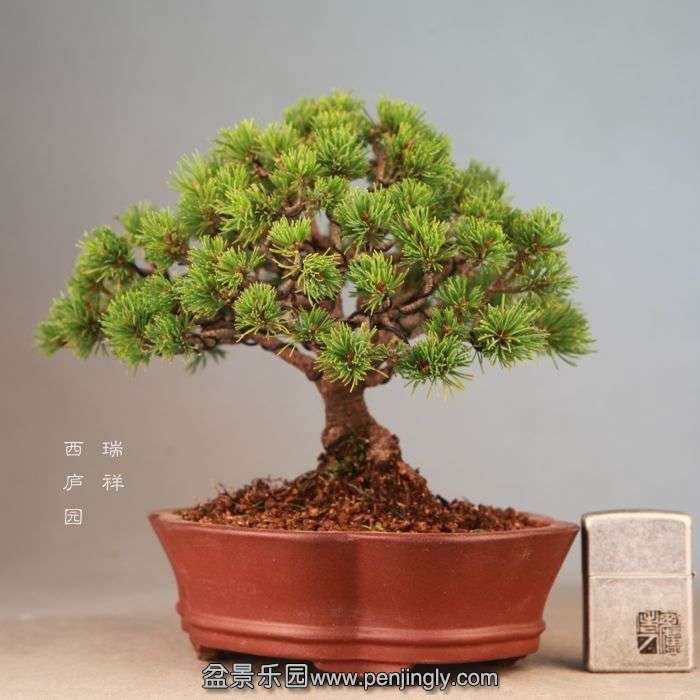 bonsai071905.jpg