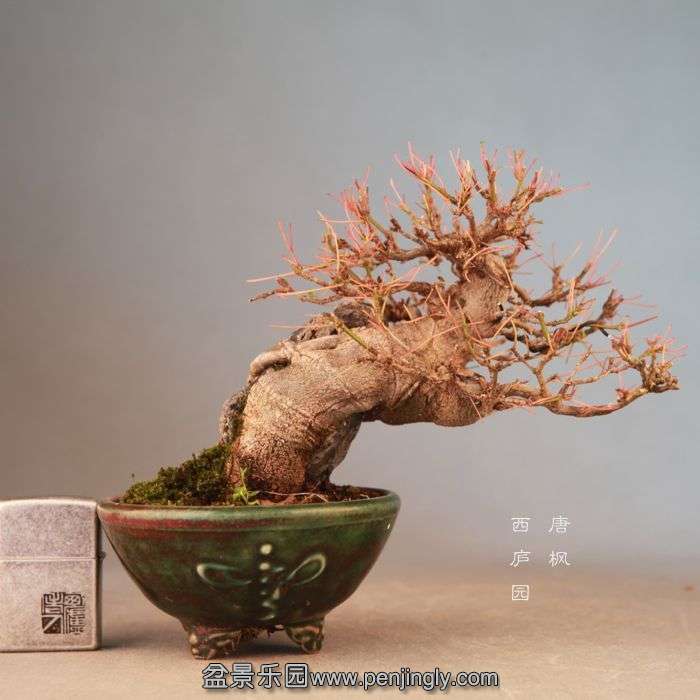 bonsai071907.jpg
