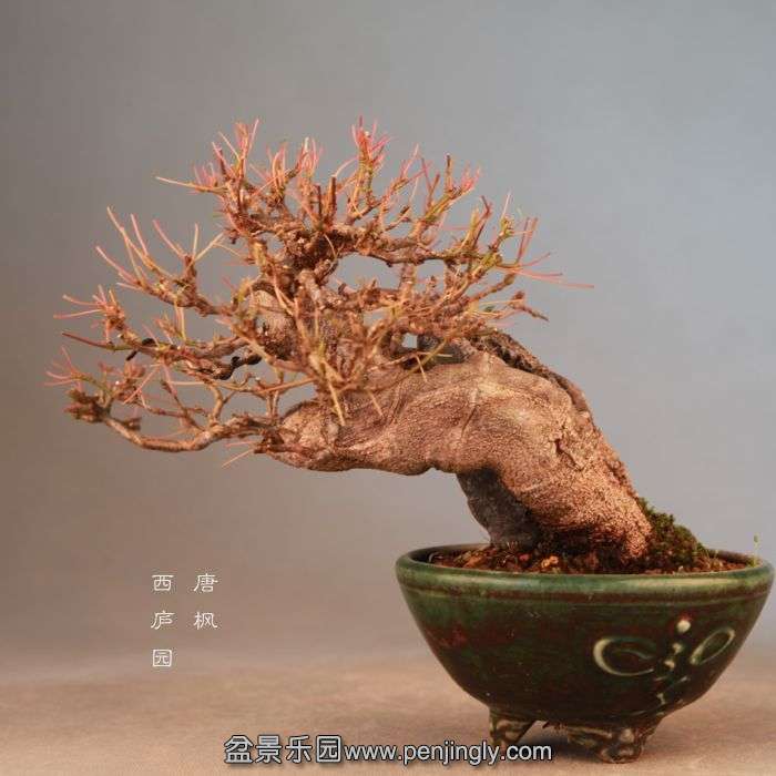 bonsai071909.jpg