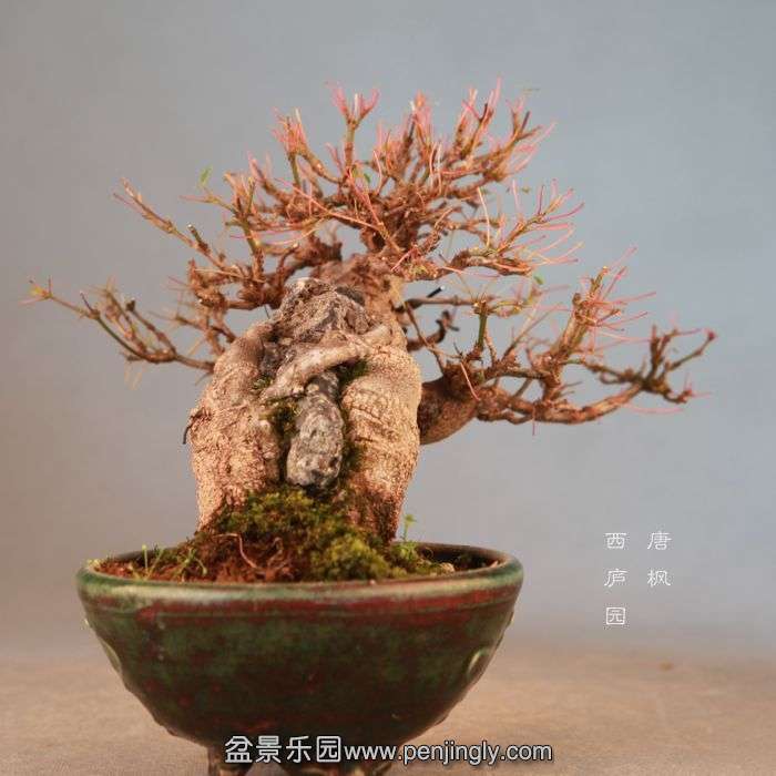 bonsai071910.jpg