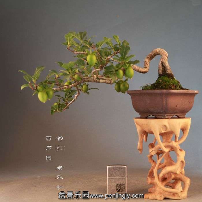bonsai071911.jpg