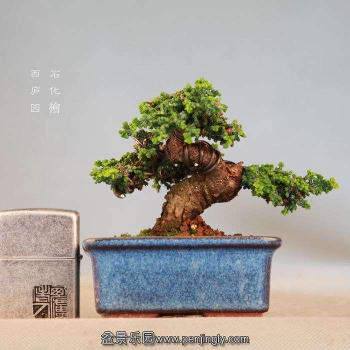 bonsai071914.jpg