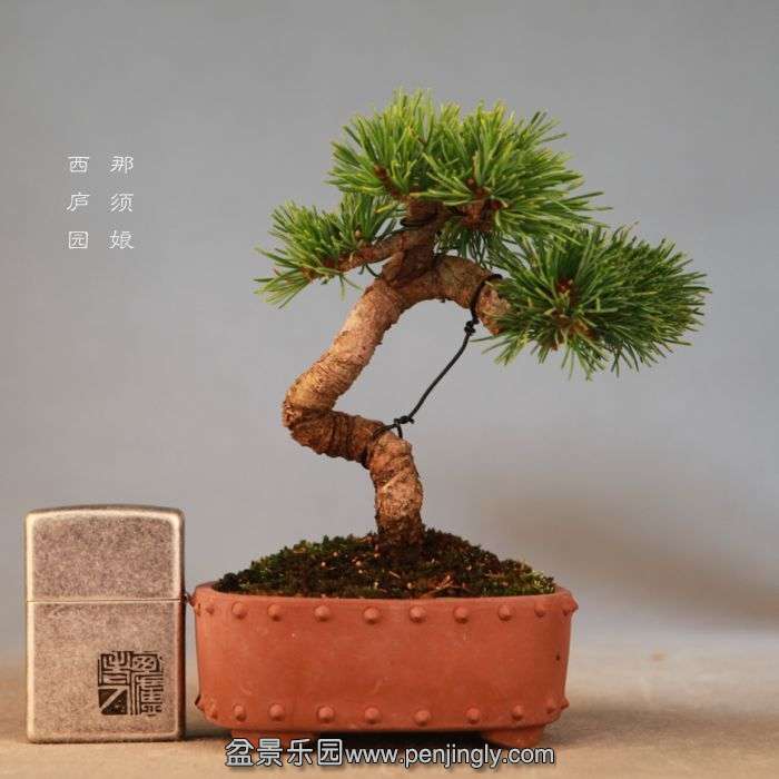 bonsai071915.jpg
