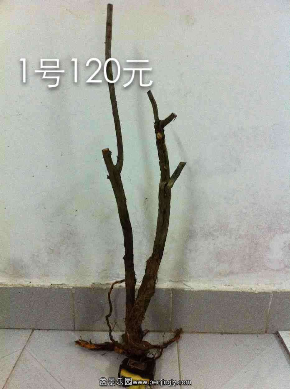 Ƭ 040.jpg
