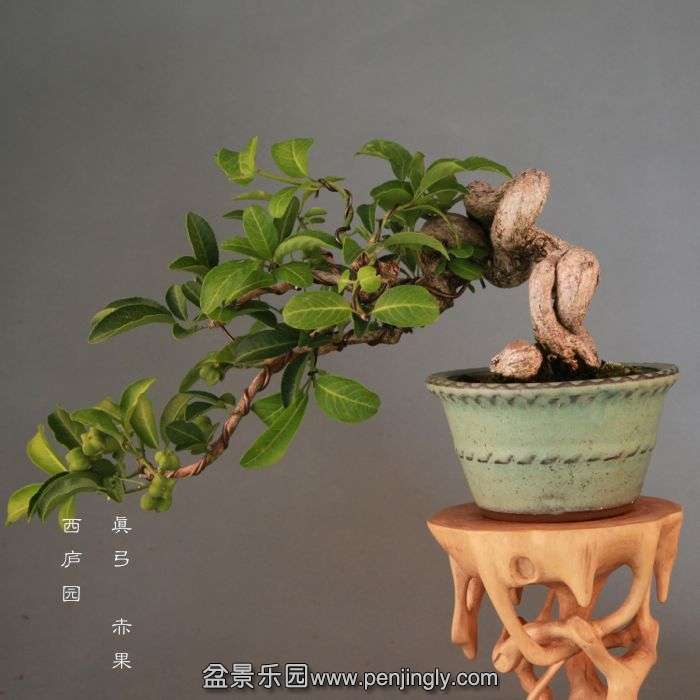 bonsai14072302.jpg