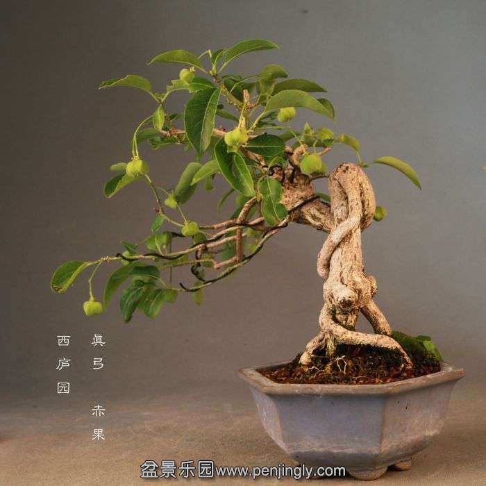 bonsai14072306.jpg