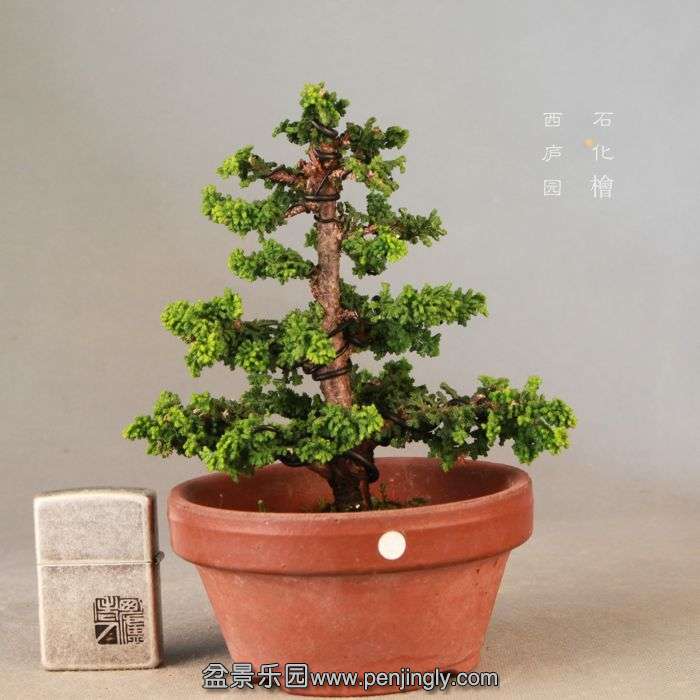 bonsai14072307.jpg