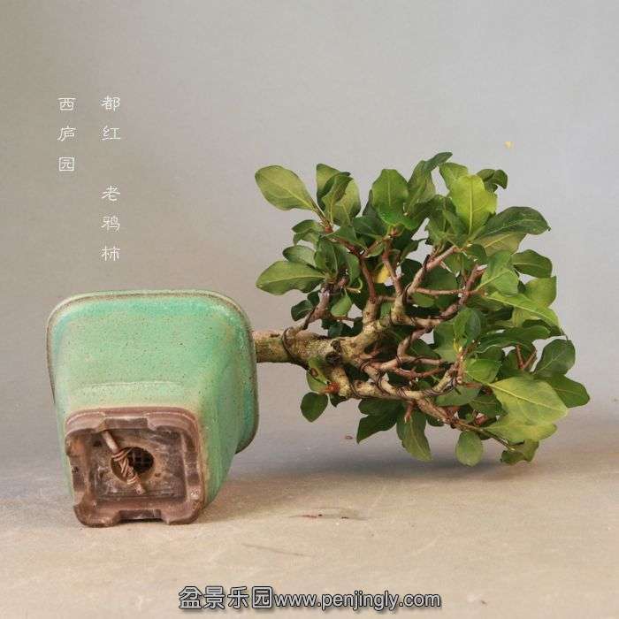 bonsai14072310.jpg