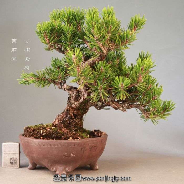 bonsai14072311.jpg