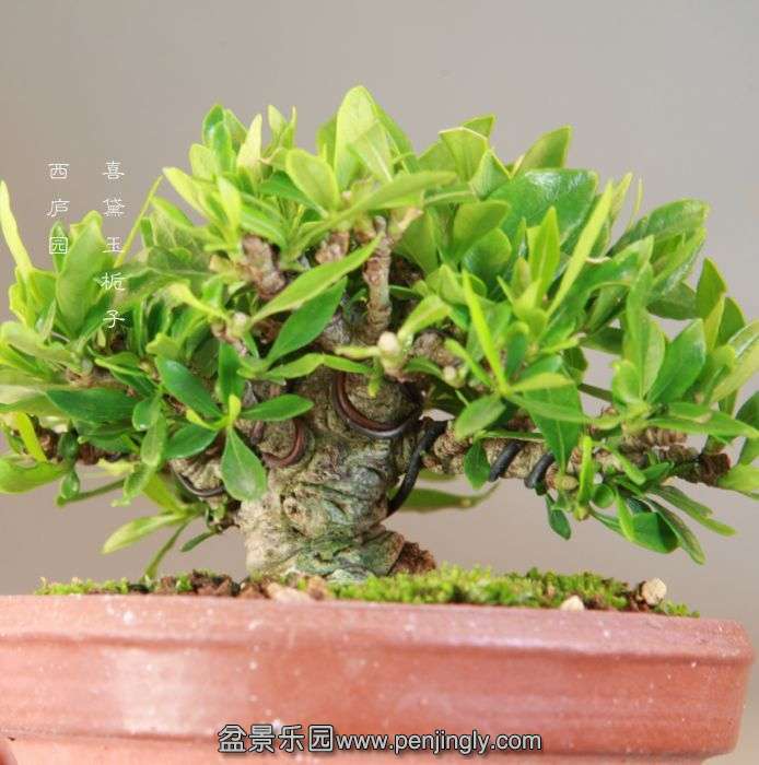 bonsai14072314.jpg
