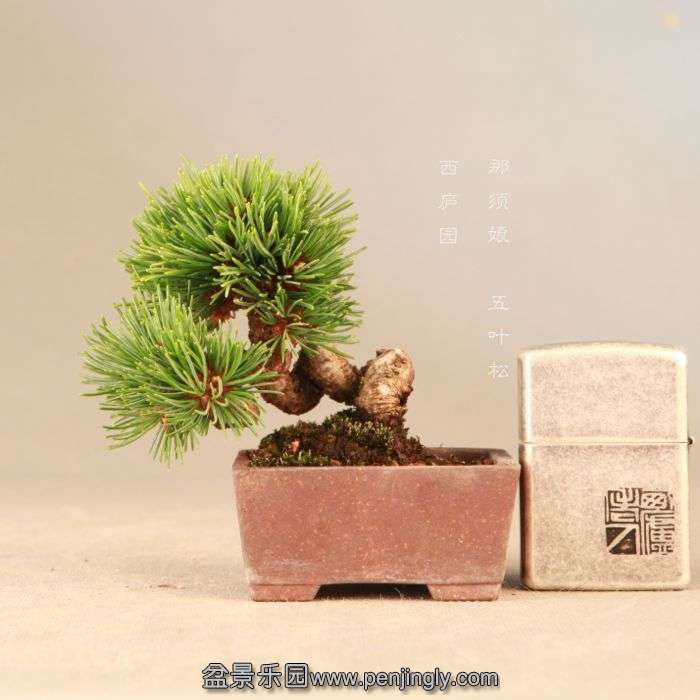 bonsai14072316.jpg
