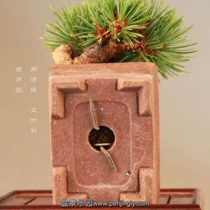 bonsai14072317.jpg