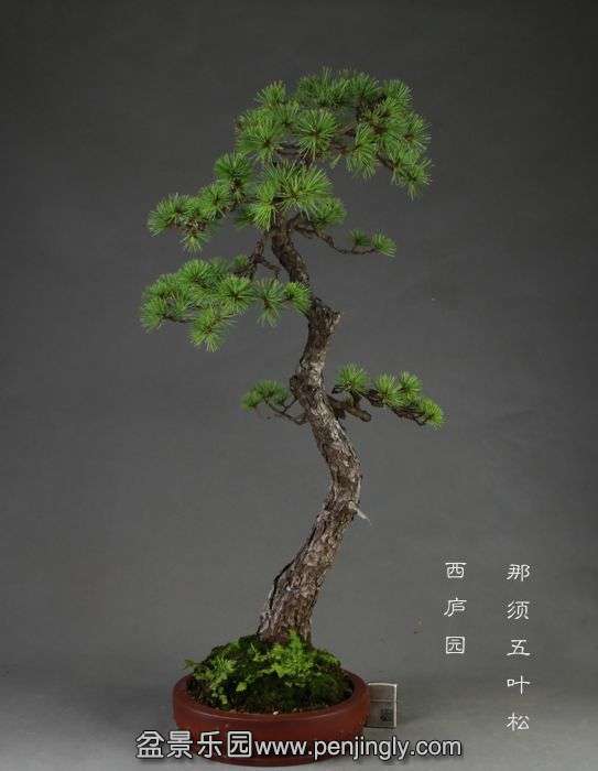 bonsai14072407.jpg