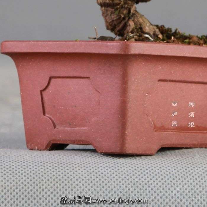 bonsai14072413.jpg