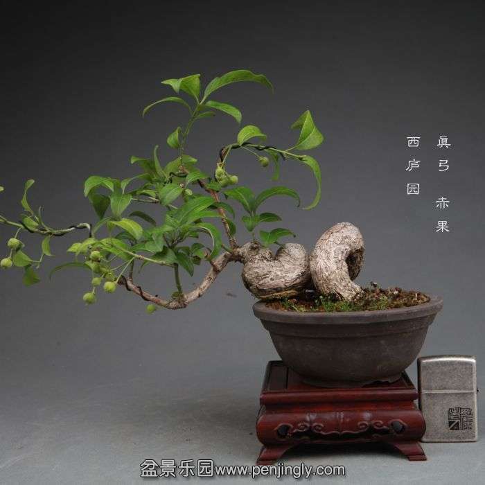 bonsai1407284.jpg