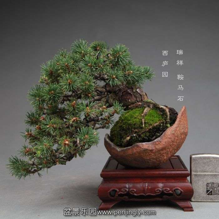 bonsai1407281.jpg