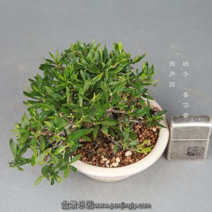 bonsai140730B06.jpg