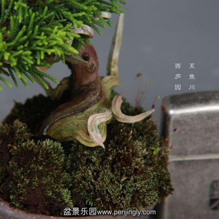 bonsai140730B11.jpg