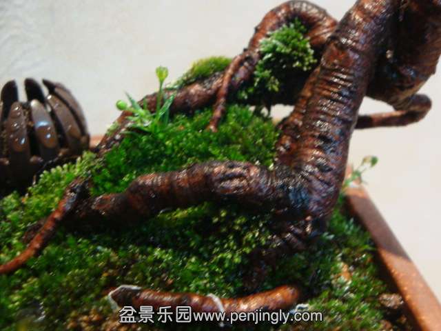 DSC08629.JPG