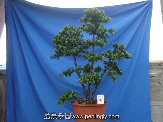 DSC07184.JPG