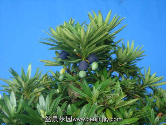DSC07204.JPG