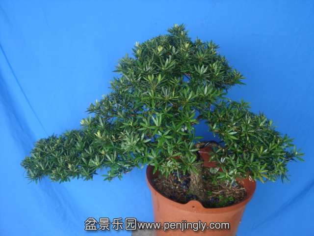 DSC07217.JPG