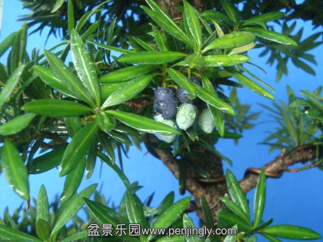 DSC07220.JPG