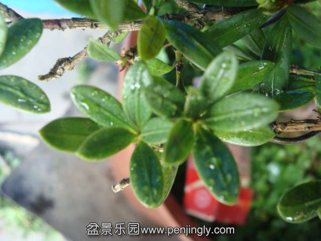 DSC07235.JPG