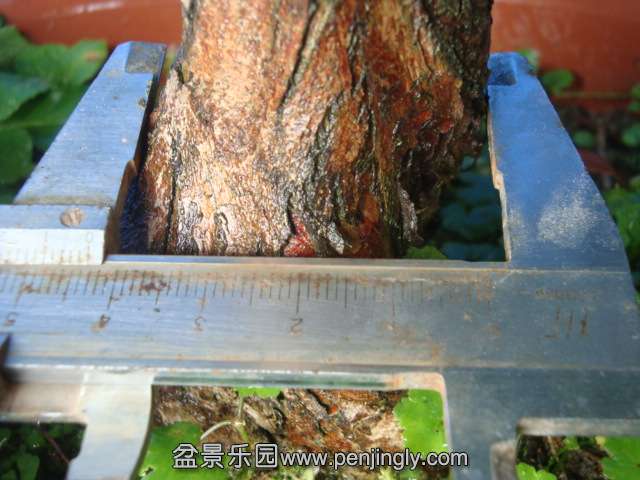 DSC07236.JPG