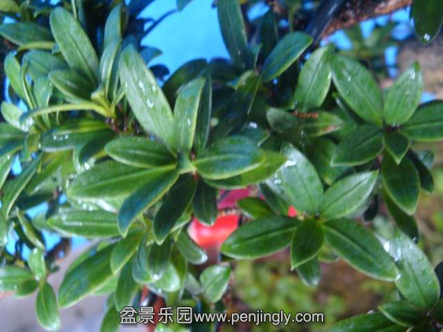 DSC07310.JPG